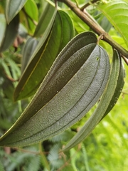 Tibouchina bipenicillata