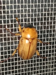 Cyclocephala putrida