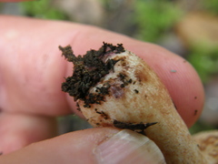 Russula vinaceocuticulata