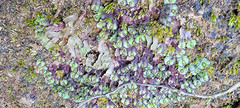 Asterella tenella
