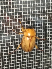 Cyclocephala putrida