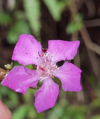 Tibouchina bipenicillata