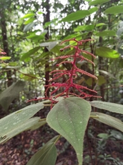 Miconia granatensis