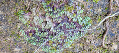 Asterella tenella