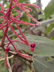 Miconia granatensis