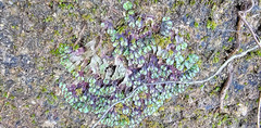 Asterella tenella