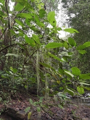 Myriocarpa longipes
