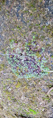 Asterella tenella