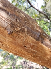 Arctostaphylos glauca