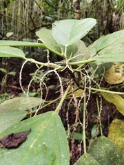 Myriocarpa longipes