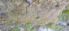 Asterella tenella
