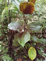 Miconia paleacea
