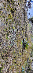 Asterella tenella