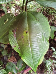 Miconia paleacea