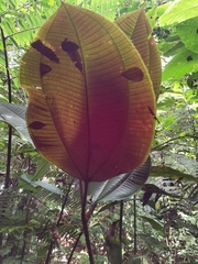 Miconia paleacea