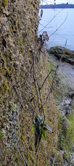 Asterella tenella