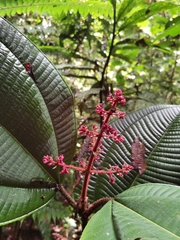Miconia paleacea