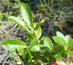 Salix myrtillifolia