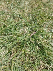 Eleusine tristachya