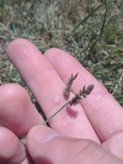 Eleusine tristachya