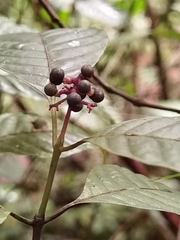 Palicourea acuminata