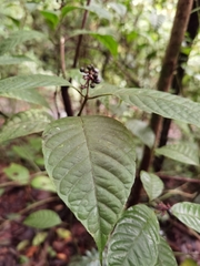 Palicourea acuminata