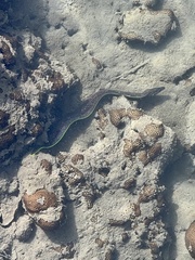 Gymnothorax flavimarginatus