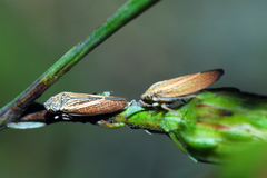 Graphocephala uhleri