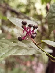 Palicourea acuminata