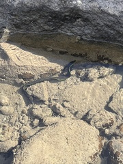 Gymnothorax flavimarginatus