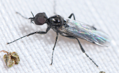 Bibiodes halteralis
