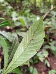 Psychotria marginata