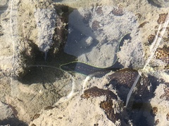 Gymnothorax flavimarginatus