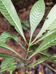 Psychotria marginata