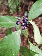 Palicourea gracilenta