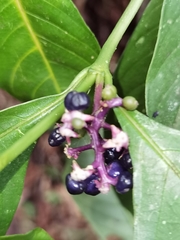 Palicourea gracilenta