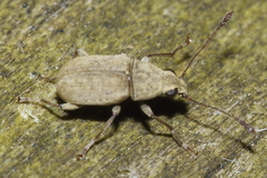 Cacephatus