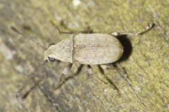 Cacephatus