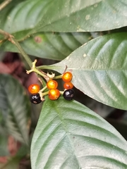 Palicourea racemosa