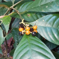 Palicourea racemosa