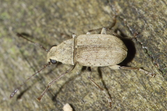 Cacephatus