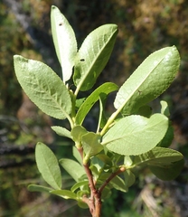 Salix myrtillifolia