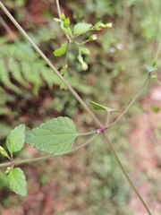 Fleischmannia sinclairii