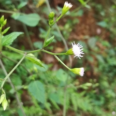 Fleischmannia sinclairii