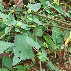 Fleischmannia sinclairii