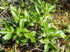 Salix myrtillifolia