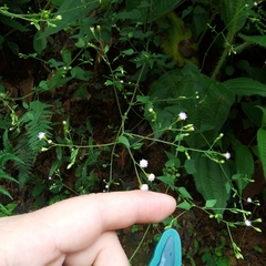 Fleischmannia sinclairii