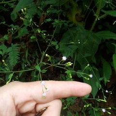 Fleischmannia sinclairii