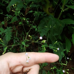 Fleischmannia sinclairii