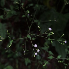 Fleischmannia sinclairii